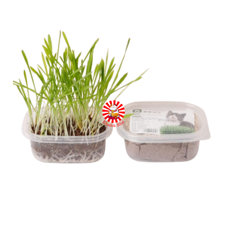 TaoTao Cat Grass Kit 50g